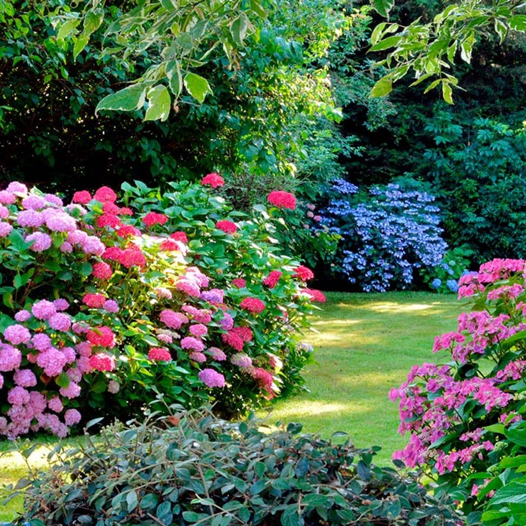 Las 9 mejores plantas de exterior para las zonas de sombra de tu jardín o terraza