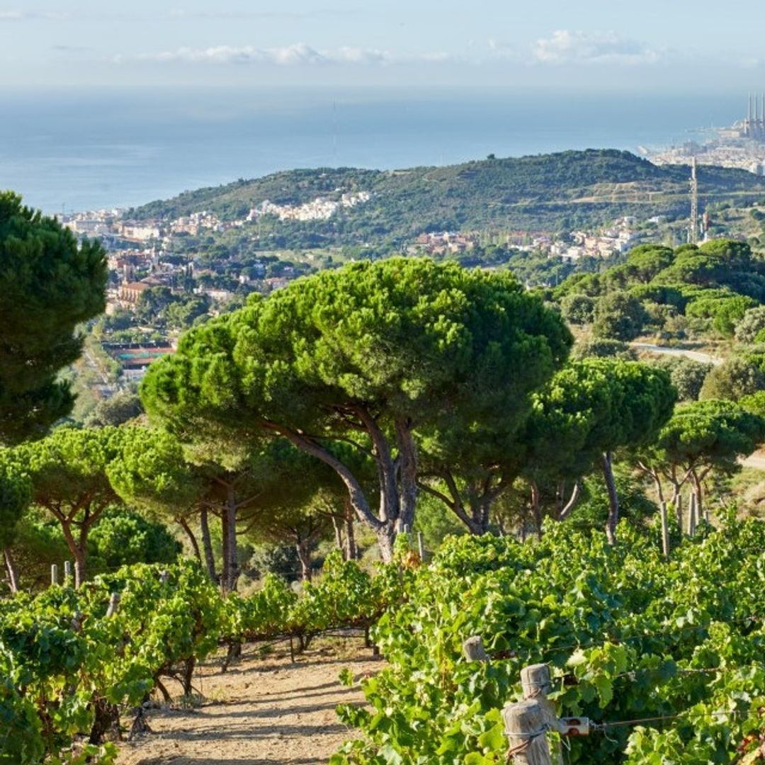 Celler Quim Batlle, bodega, Tiana, Maresme, Alella DO, Barcelona