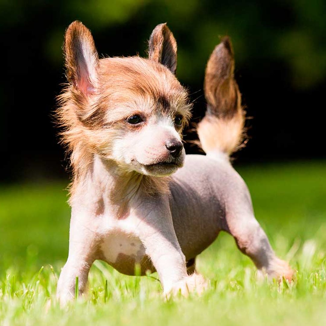 hay una raza de perro que empieza con q