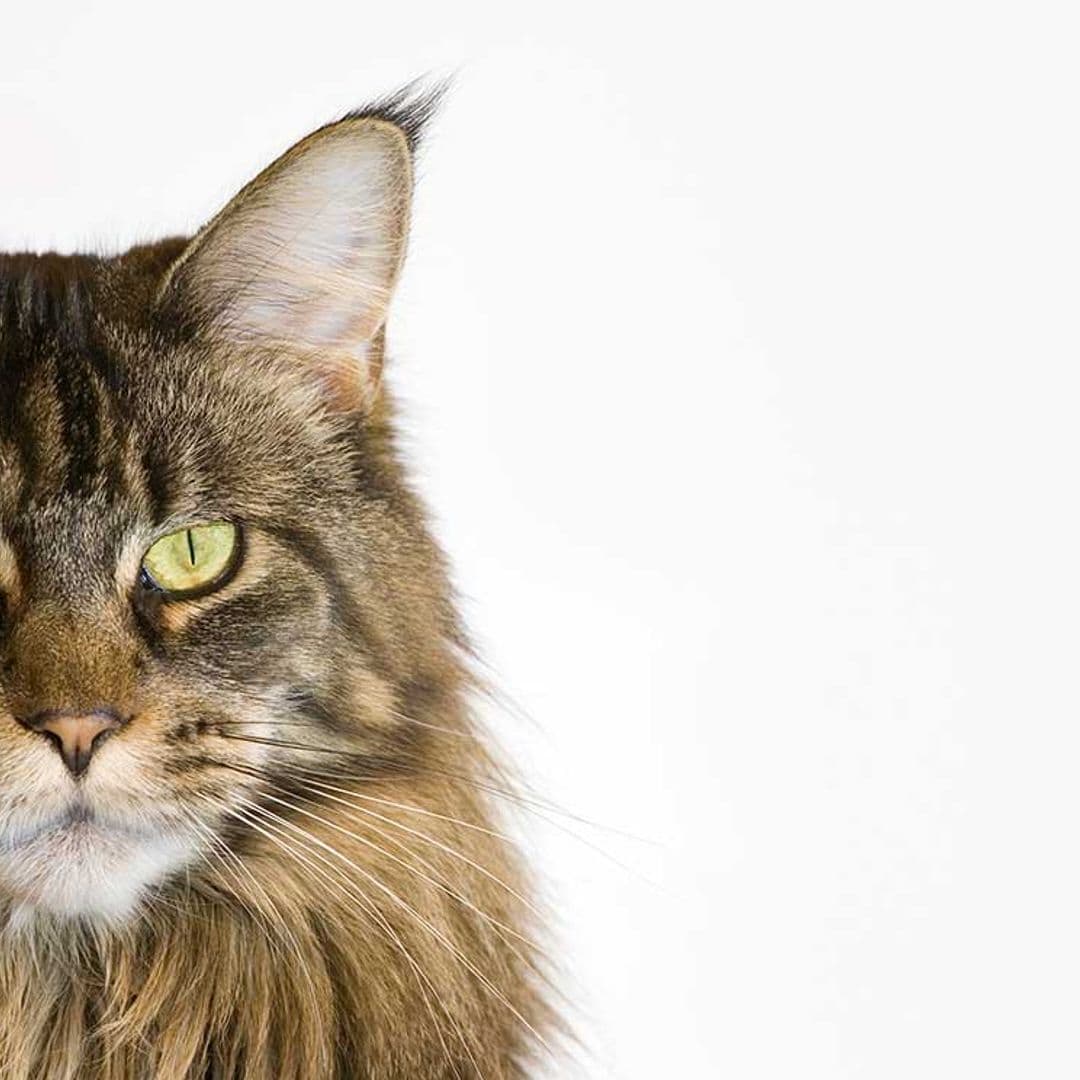 Un gato con rostro humano se convierte en el nuevo fenómeno viral