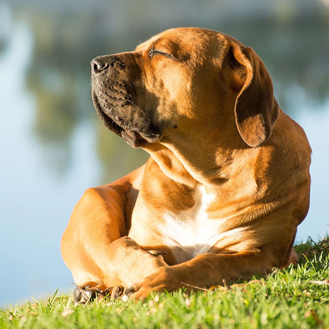 Cuando el sol calienta, ¡protege también a tu mascota!