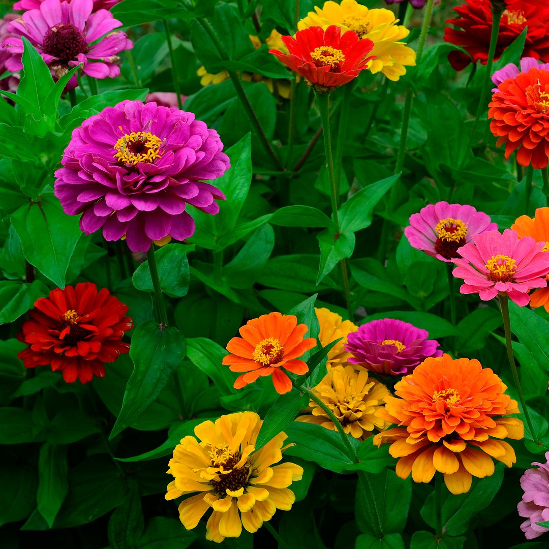 La planta que florece al inicio del verano, produce muchas flores y atrae polinizadores