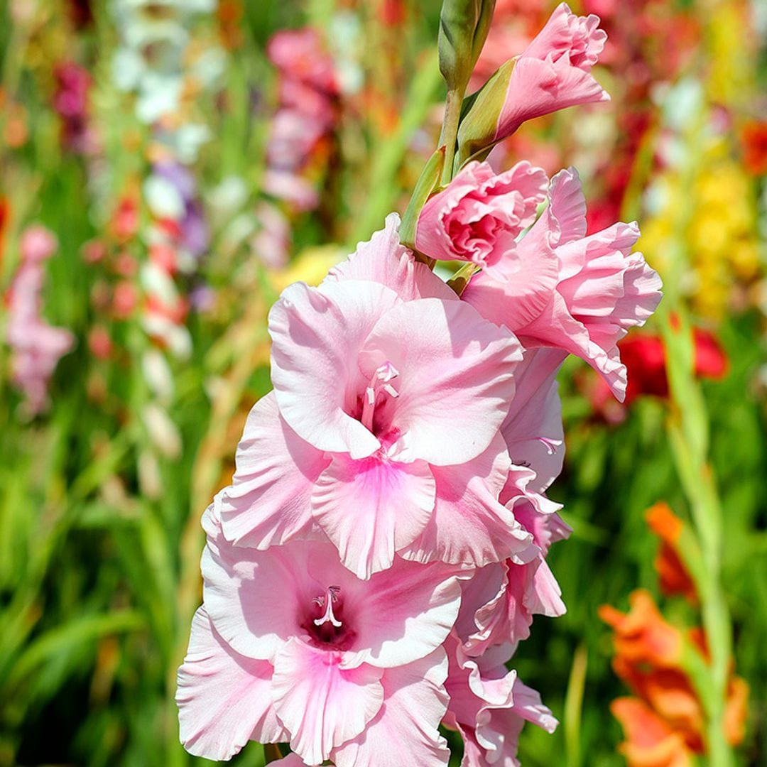 Cómo cuidar los gladiolos: un bulbo con hermosas flores, ideal para tu jardín