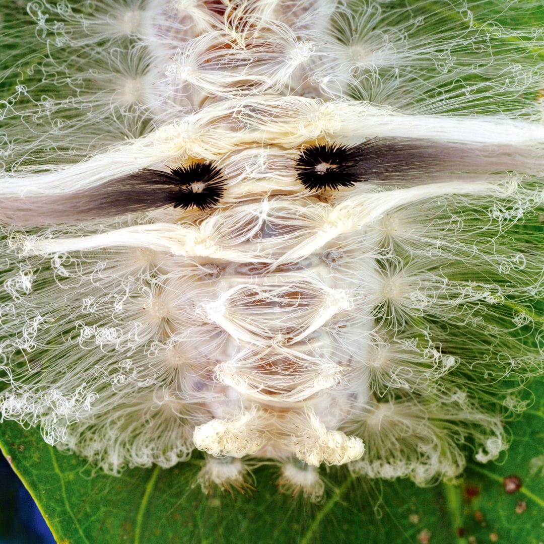 La oruga saturnidae, tiene una ventaja, se camufla en su hoja