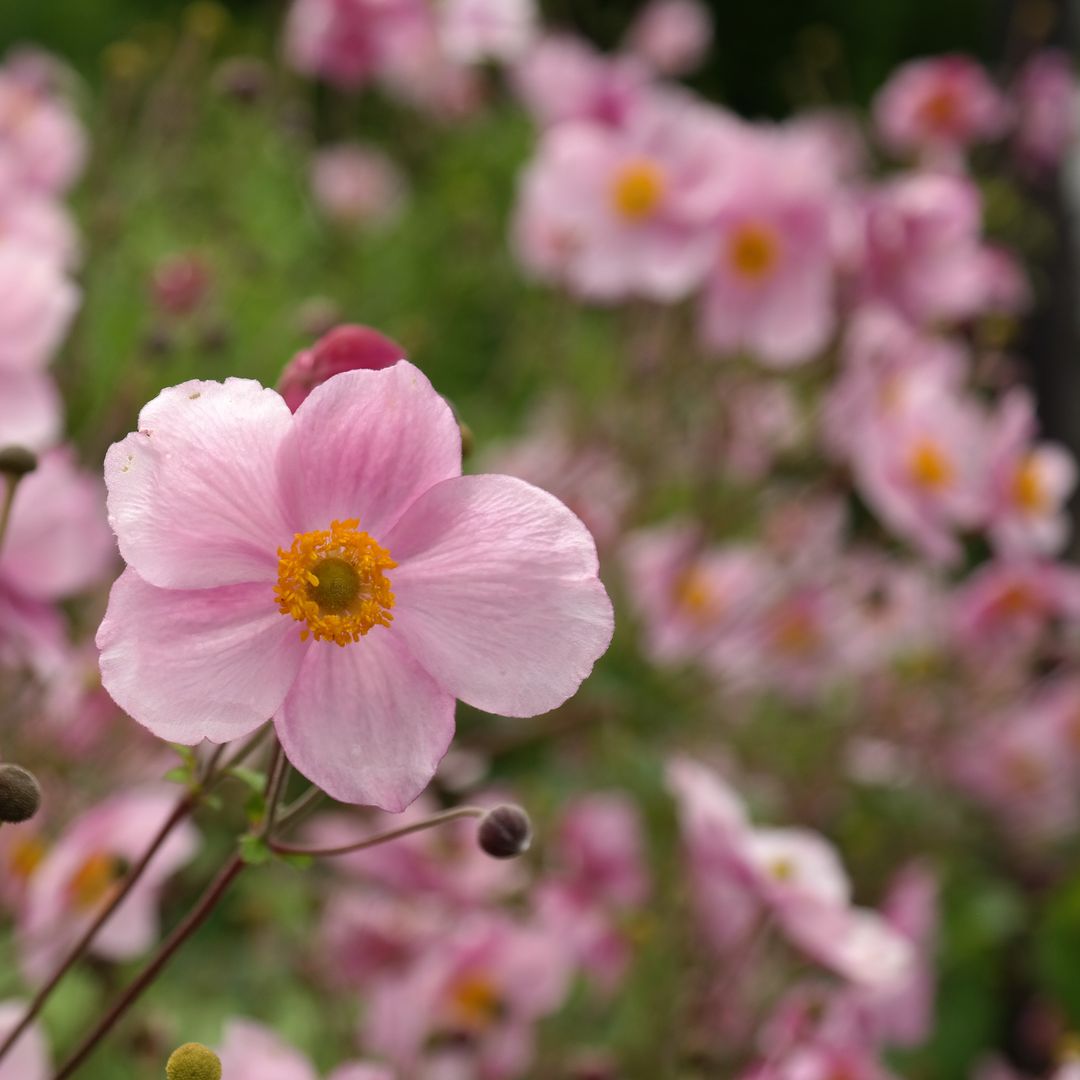 El otoño también florece: la planta de belleza radiante que es ideal para los rincones más frescos del jardín