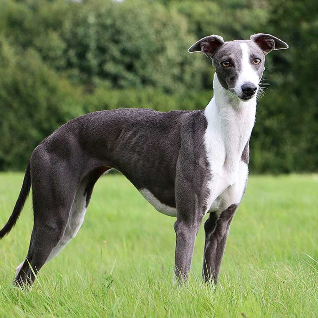 ¿Conoces la raza de lebreles whippet?