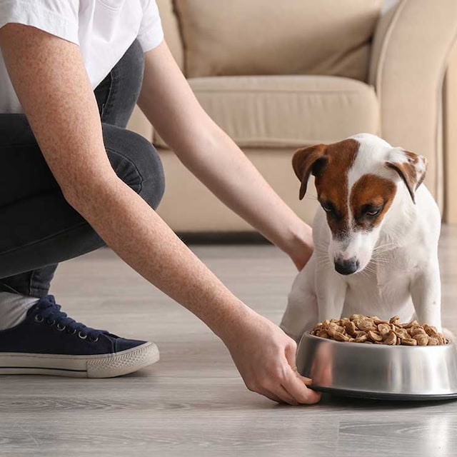 tipo perros comida