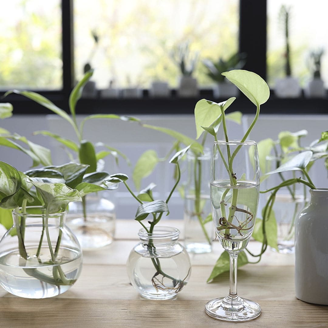 9 plantas que sobreviven solo con agua: la opción ideal para principiantes en la jardinería
