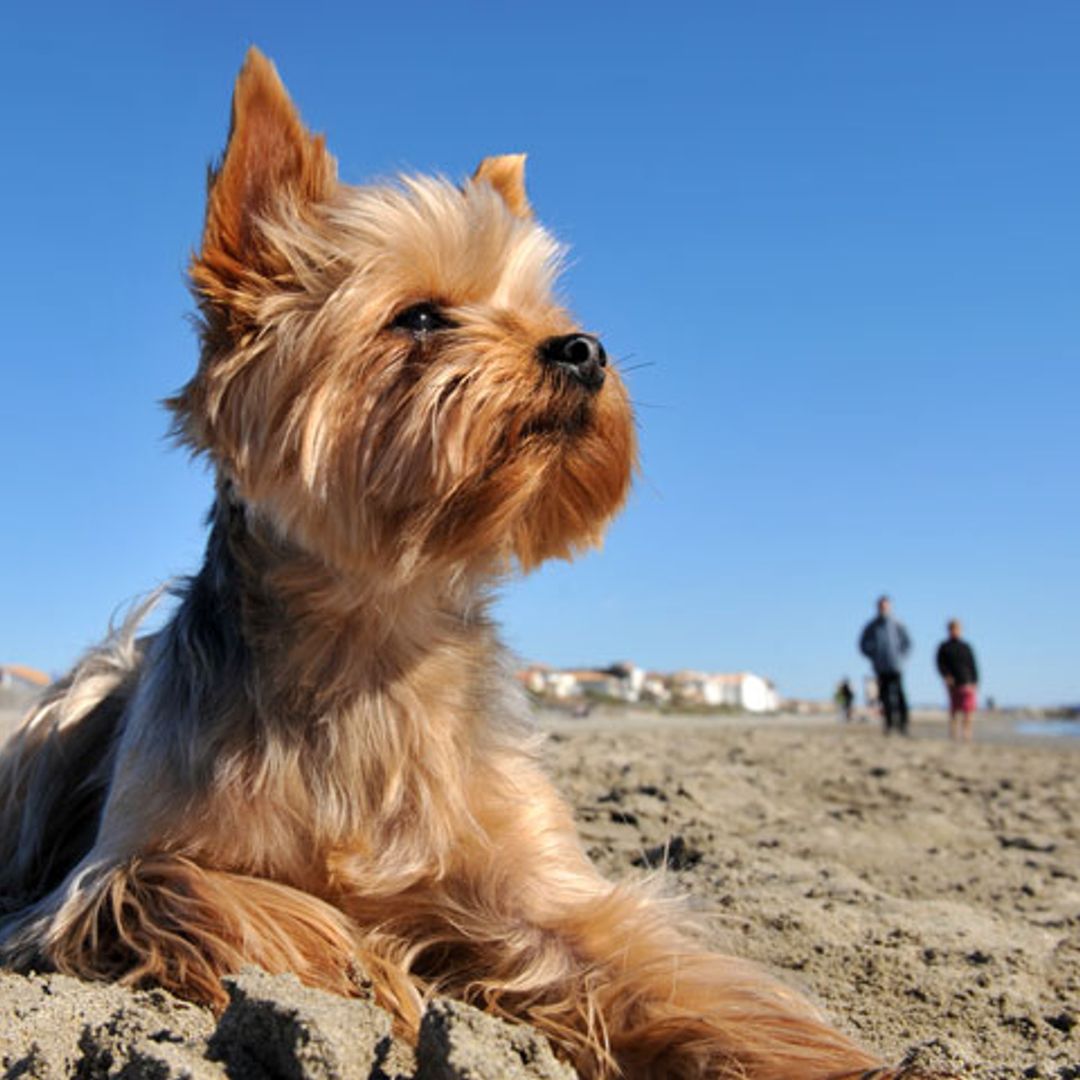 Cómo combatir los golpes de calor en los perros