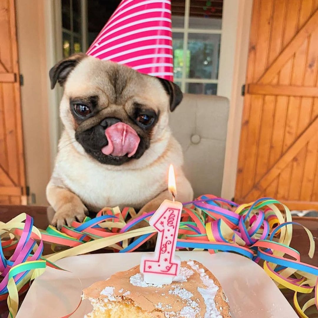 Conoce a Albert, el perrito más ansioso de internet que devora la comida de su dueño y acumula millones de likes