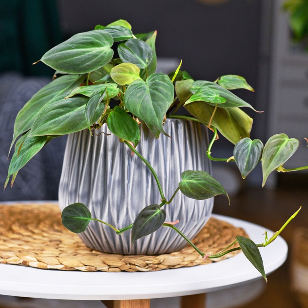 Guía para cuidar del filodendro, una planta de interior con un follaje espectacular