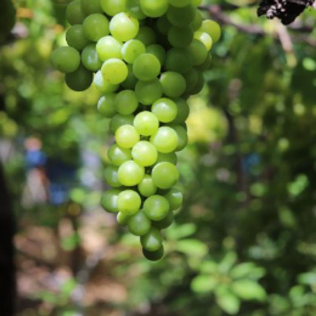 Uva de la Bodega Los Berrazales