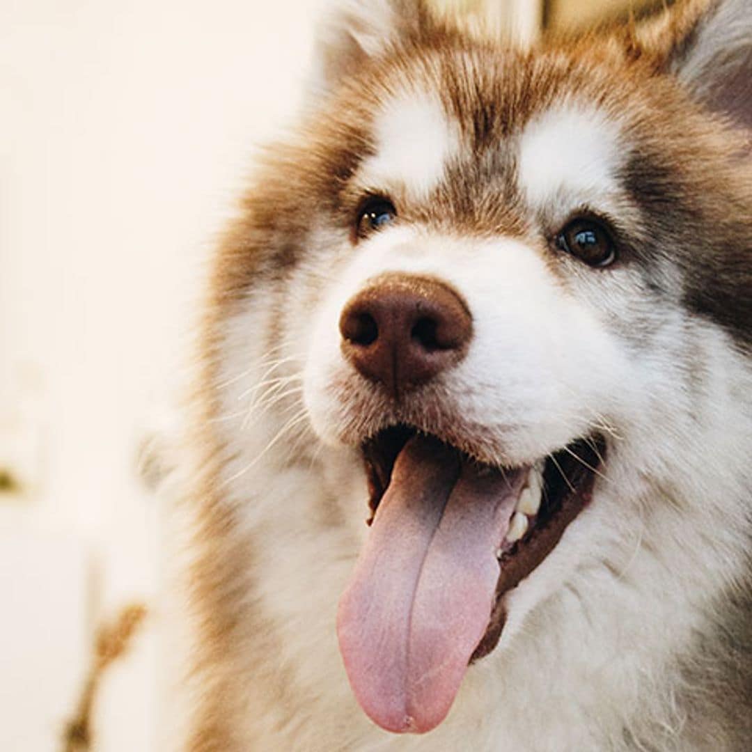 Bruce, el simpático e inusual viajero que sorprendió a los pasajeros de un avión en China