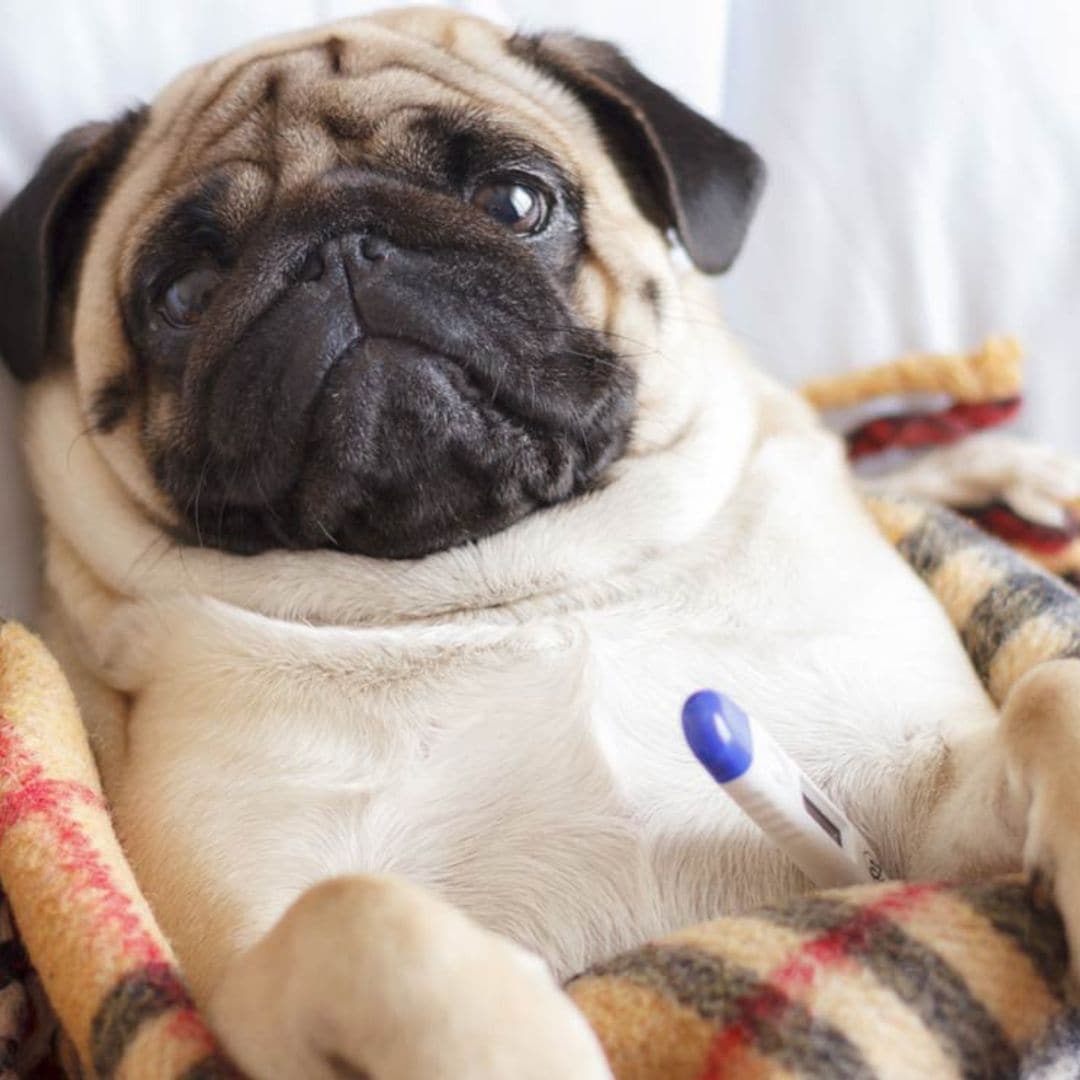¿Qué hacer si mi perro se come un medicamento?