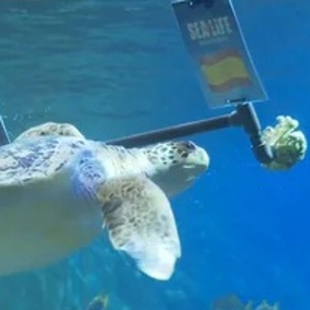 La inesperada predicción de la tortuga Yellow para el España-Francia que ilusiona a toda una afición