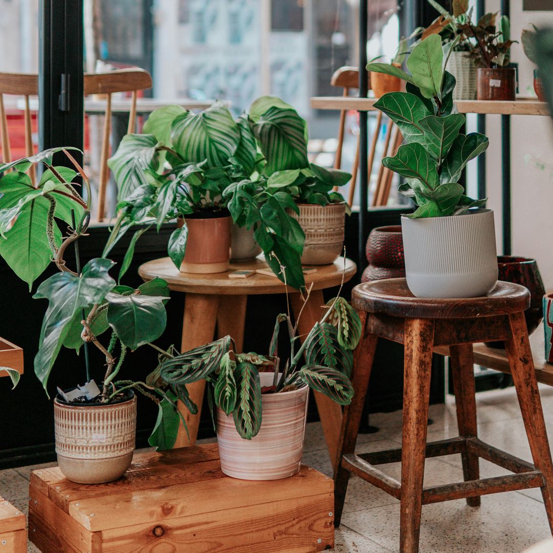 Cómo mantener tu casa fresca este verano con plantas de interior: cuidados y consejos de riego fáciles