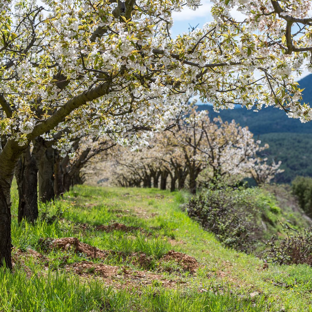 Floración de cerezos en el Valle de Caderechas, Burgos