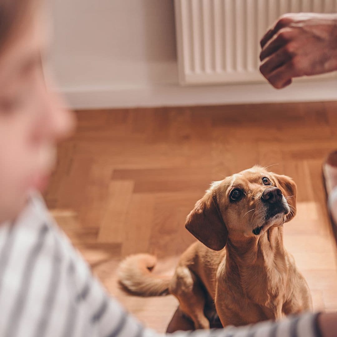 Los 9 errores fatales que cometemos con nuestros perros