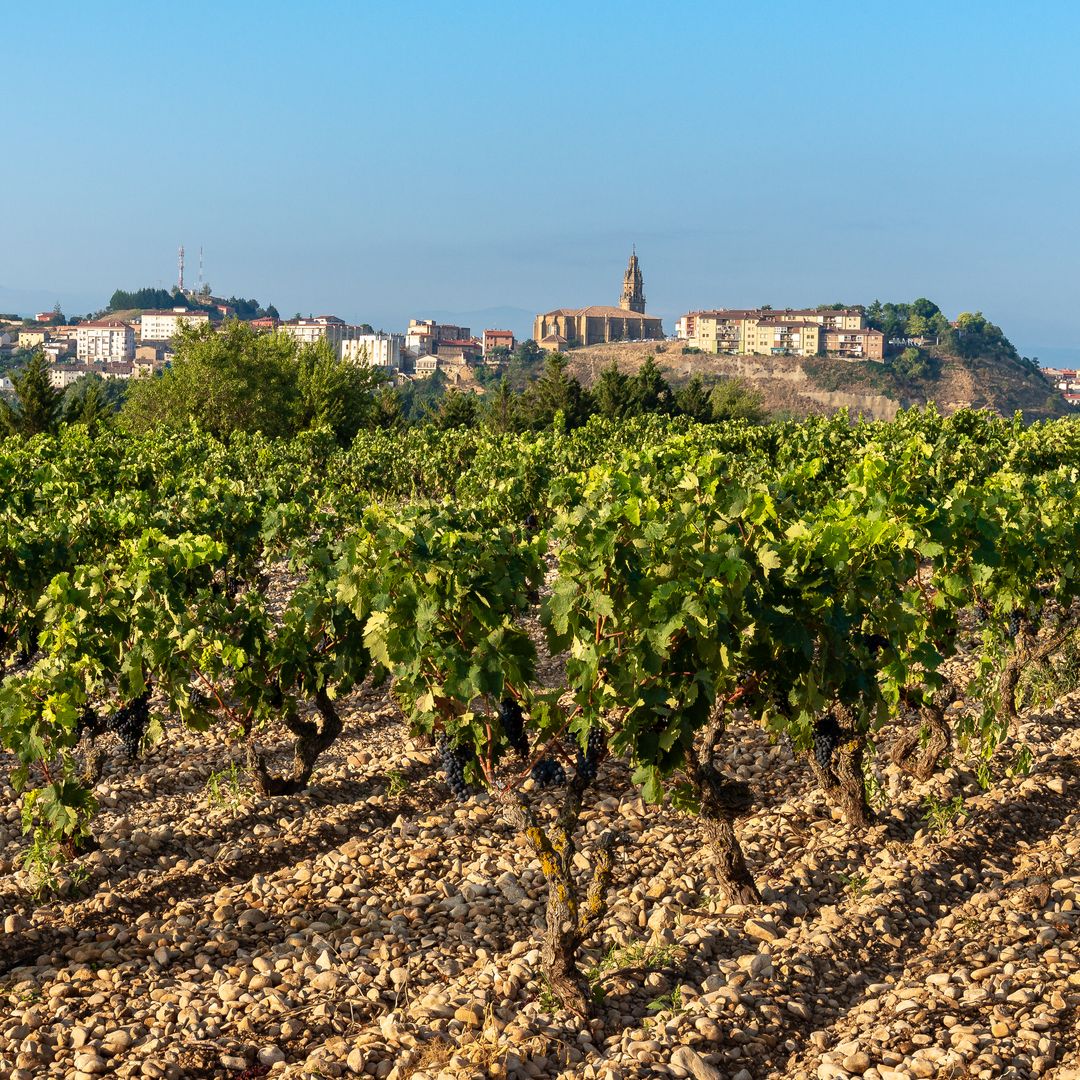 Viñedos y al fondo el pueblo de Haro, La Rioja