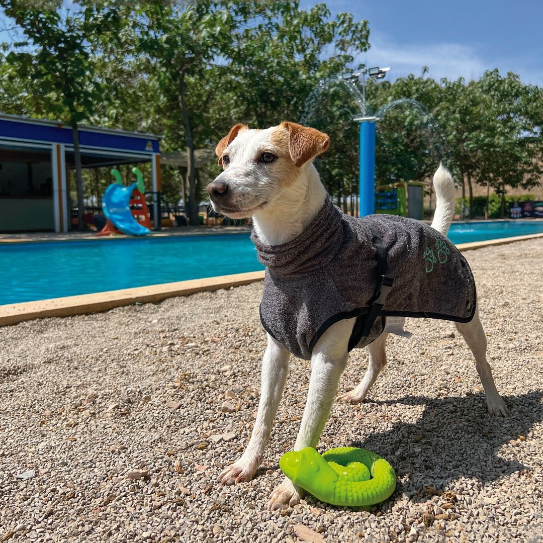 Pipper, el perro influencer y viajero más televisivo de España