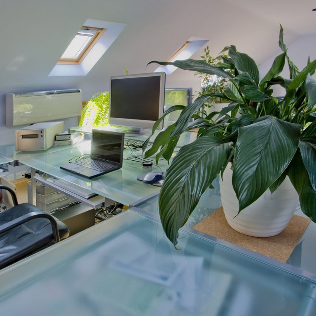 Aspidistra, una planta que requiere pocos cuidados y que no necesita mucha luz