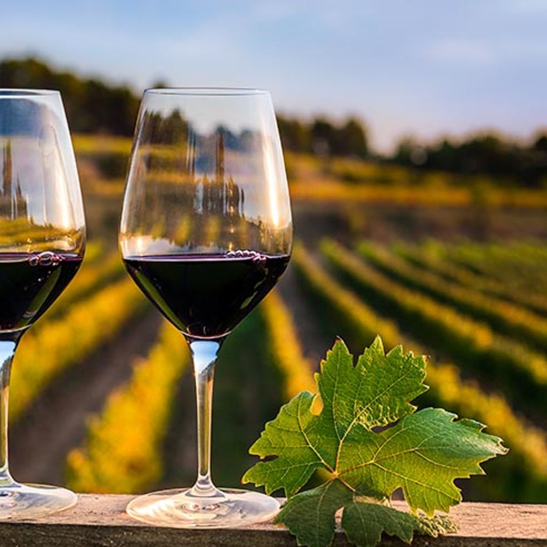 Catas en bodegas, paseos entre viñedos, fiestas de la vendimia... ¡Nos vamos de enoturismo a Barcelona!