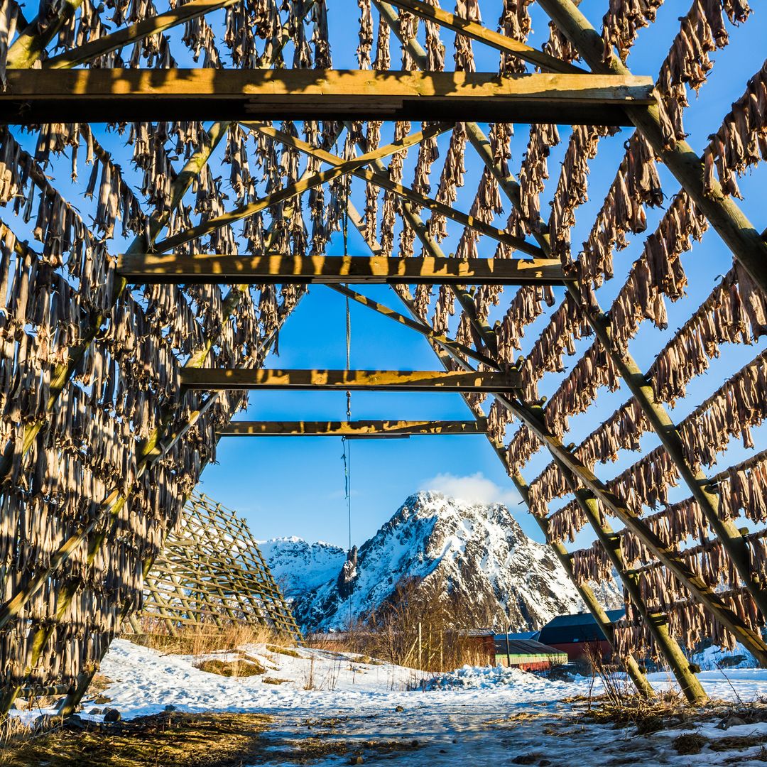 Parrillas llenas de bacalao seco, Lofoten, Noruega