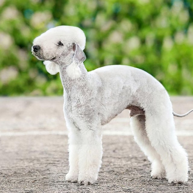 razas de perro terrier