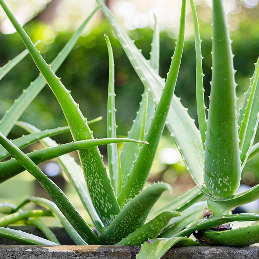 Así se cuida y reproduce el aloe vera