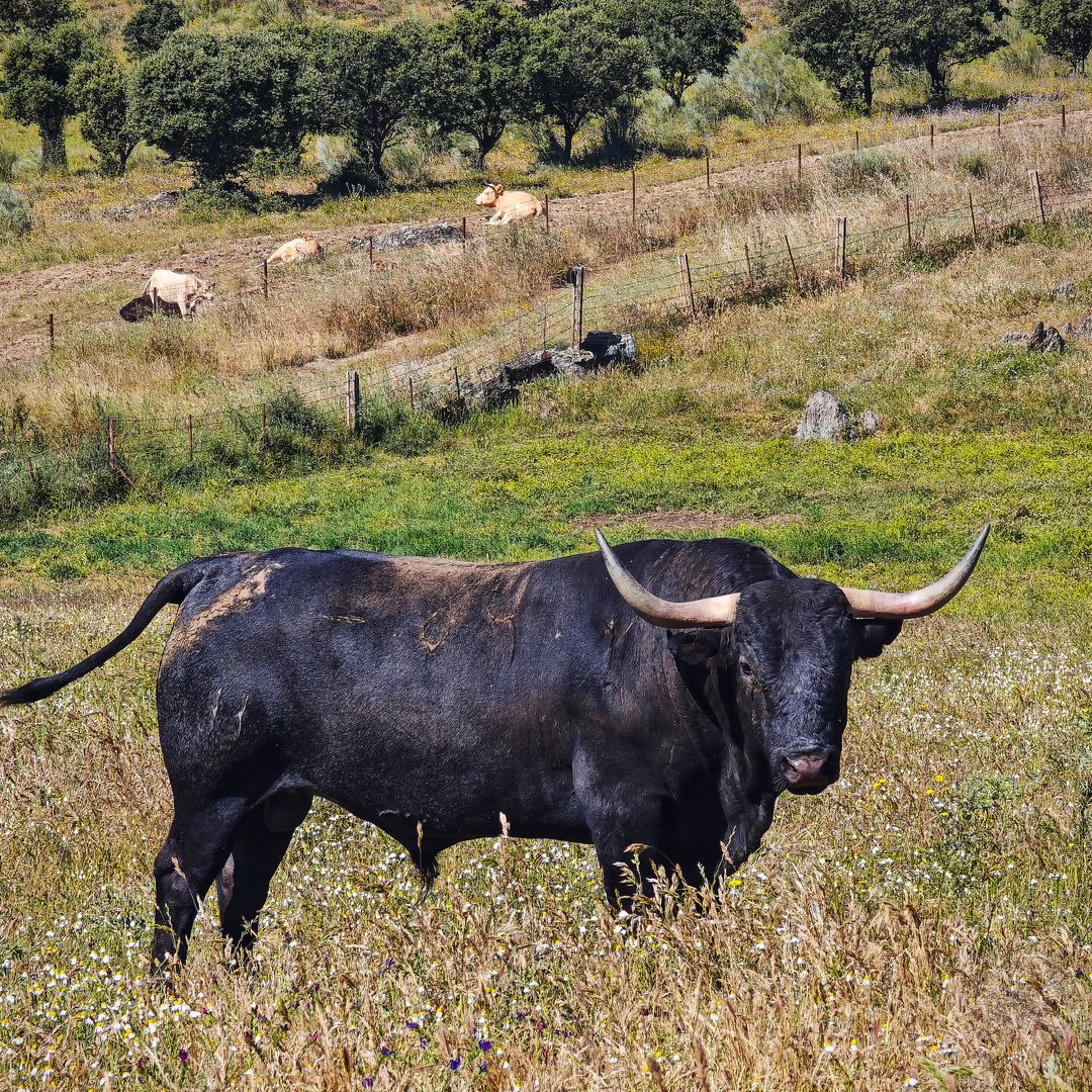 Toro en la finca Las Tiesas, Cáceres
