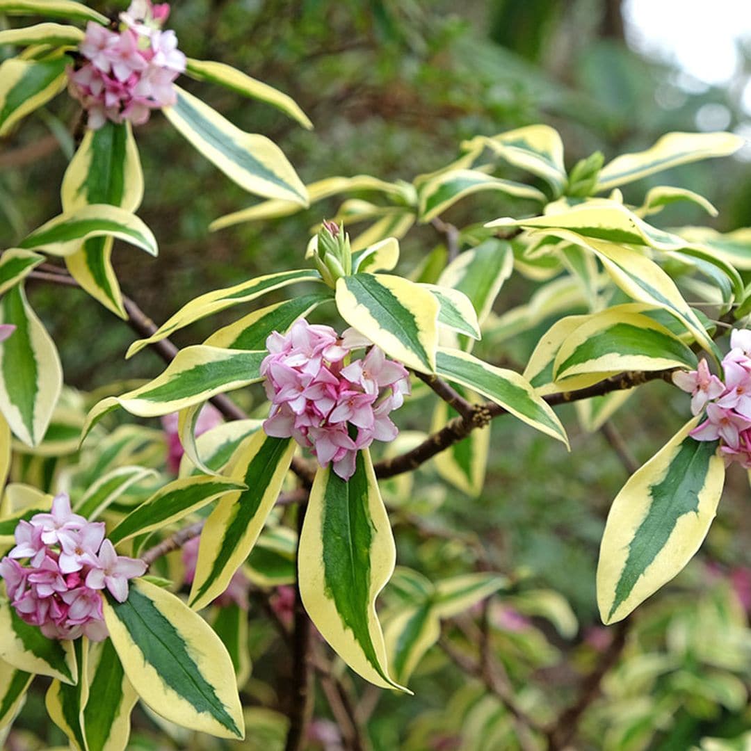 Descubre cómo cultivar la dafne, un arbusto muy bello para el jardín de invierno