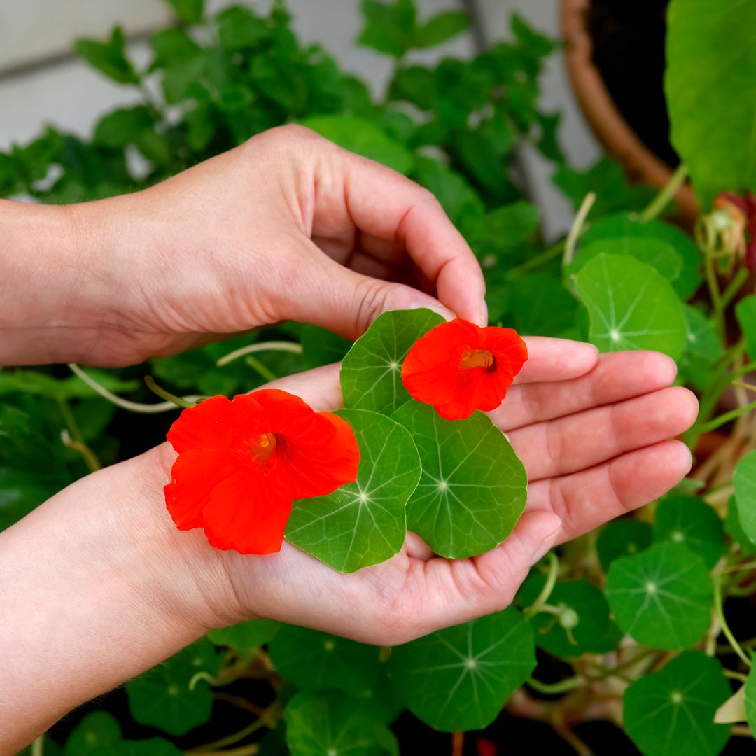 Capuchina o taco de la reina: así es la planta de primavera que florece sin parar y apenas necesita cuidados