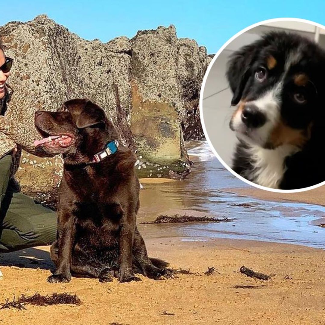 ¡Pura ternura! Lara Álvarez presenta a su nueva mascota, Lúa