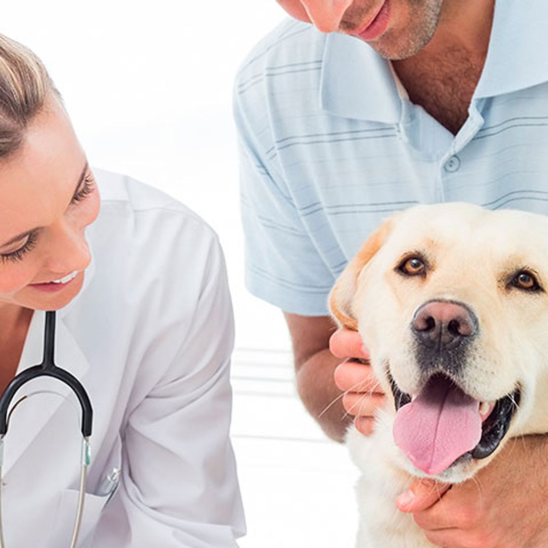 'Red sanitaria del animal de compañía', una iniciativa pionera para el cuidado de mascotas