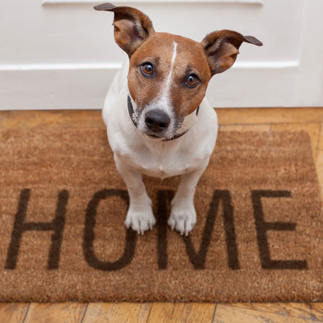 ¿Por qué mi perro no quiere salir a la calle?