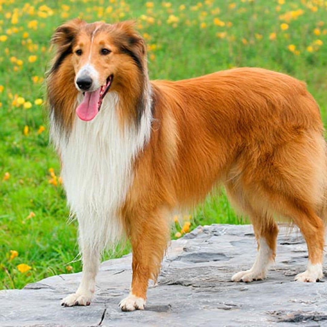¿Tu perro es diestro o zurdo? Este simple detalle revela más de lo que imaginas sobre su carácter y emociones