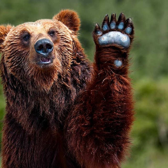 animales en peligro de extincion en espana
