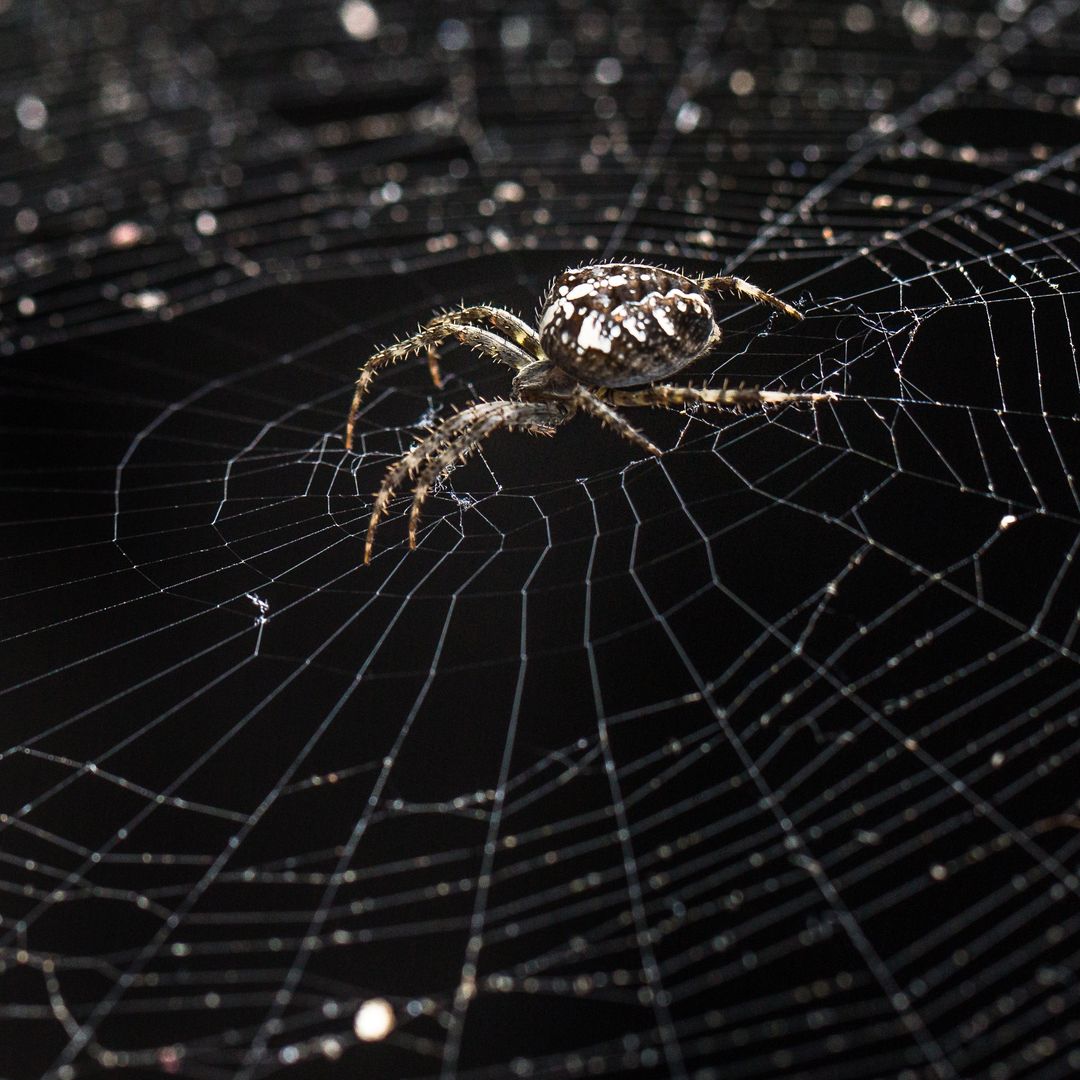 Más de 111.000 arañas tejen juntas la mayor telaraña del mundo
