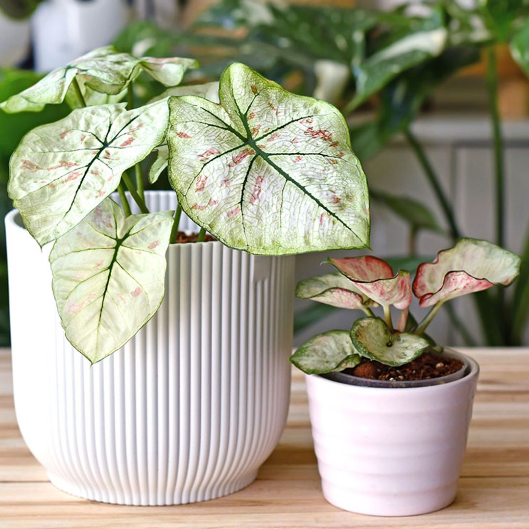 Caladio, una planta de interior perfecta si quieres un toque exótico en casa