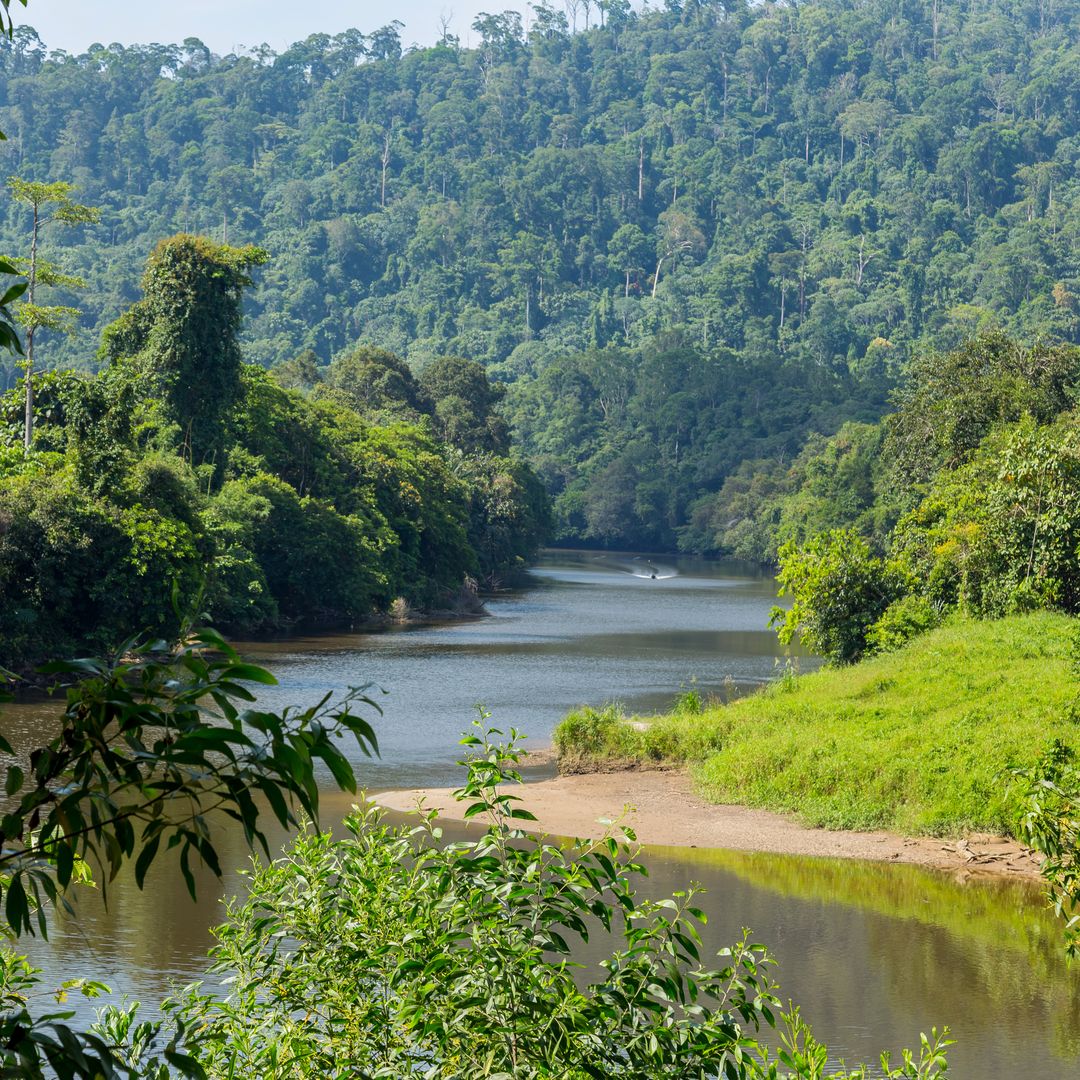 Parque Nacional Ulu Temburong, Brunei