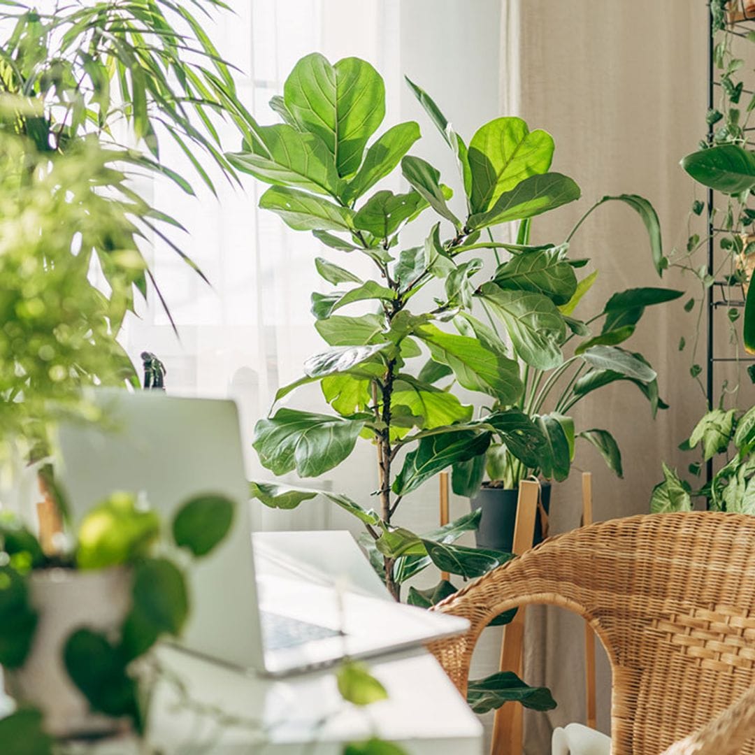 Precauciones que deberías tomar con tus plantas de interior antes de que empiecen las olas de calor
