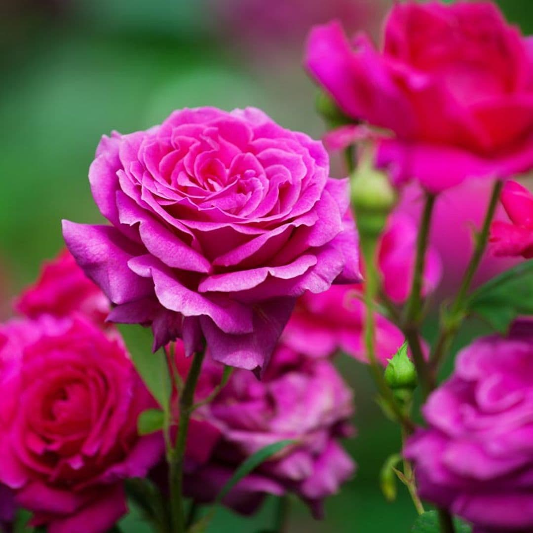 Estos son los cuidados que necesitan tus rosales para llenar de belleza tu jardín