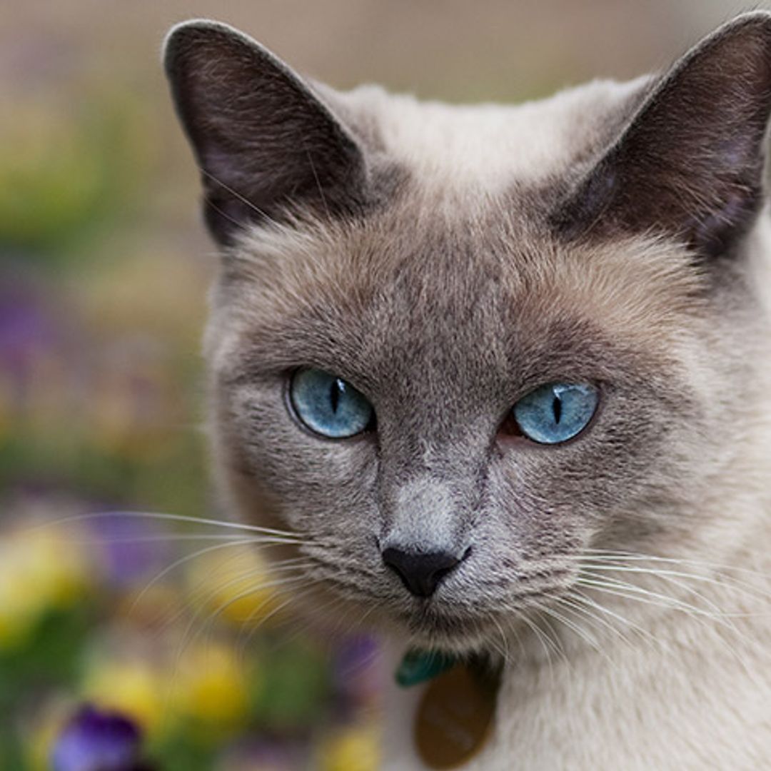 Razones por las que no conviene 'ponerle un cascabel al gato'