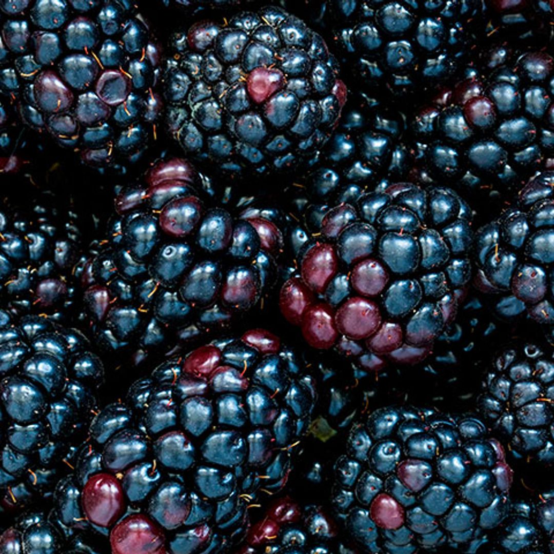 10 recetas que saben a mora: delicioso placer de temporada