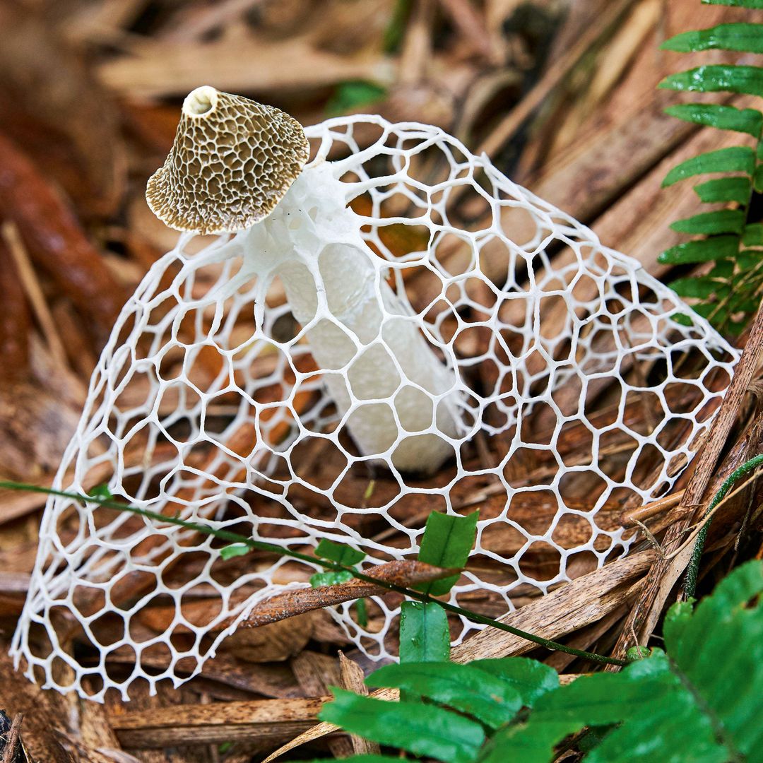 Bridal veil stinkhorn 