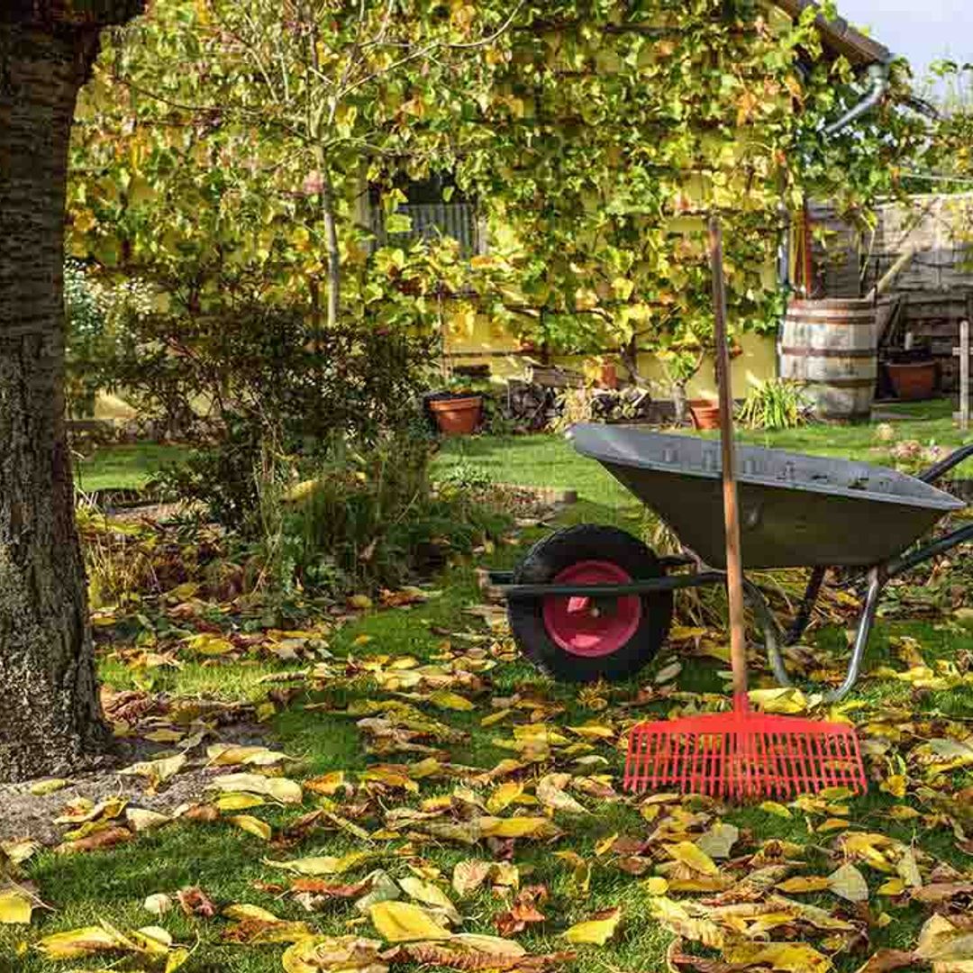 Descubre todos los cuidados que debes darle a tu jardín en otoño