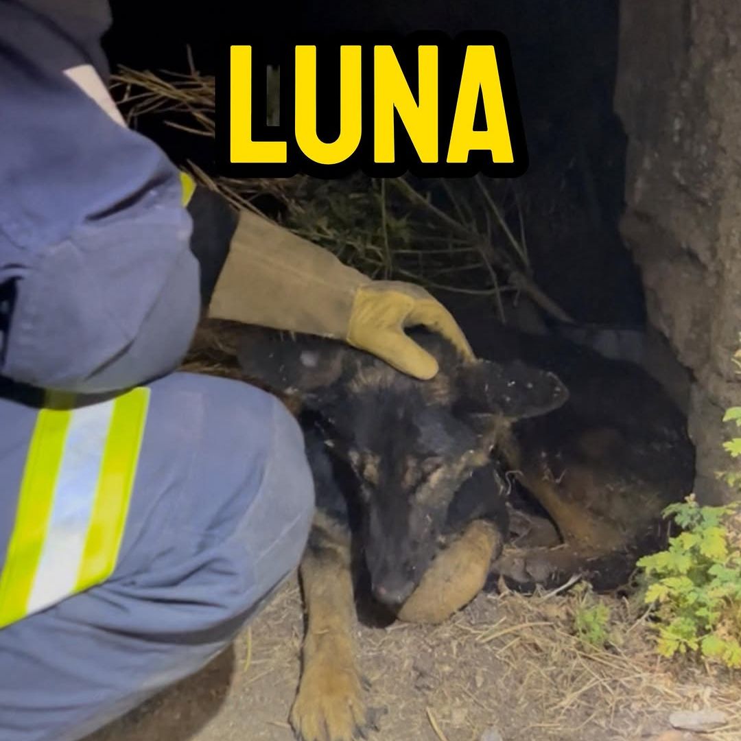 La emocionante historia de Luna, la perra rescatada por los bomberos de un incendio