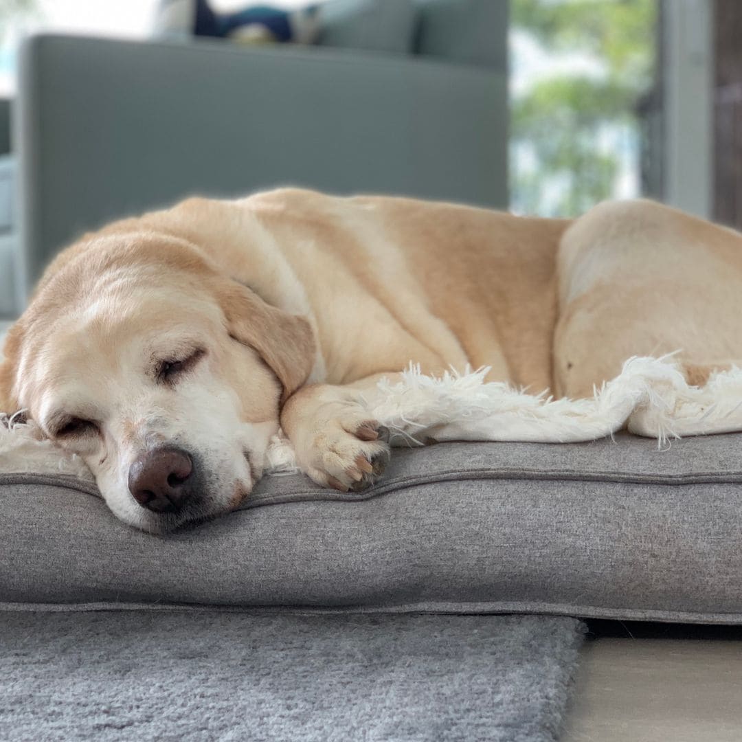 Las mejores camas ortopédicas para perros con las que cuidar a tu mascota