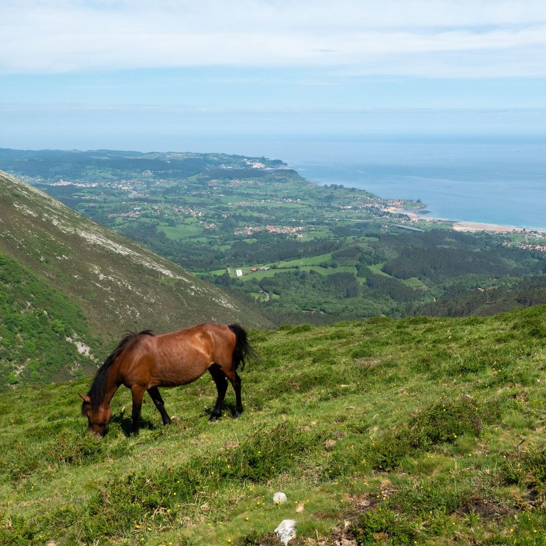 Caballo en el Mirador del Sueve, Asturias