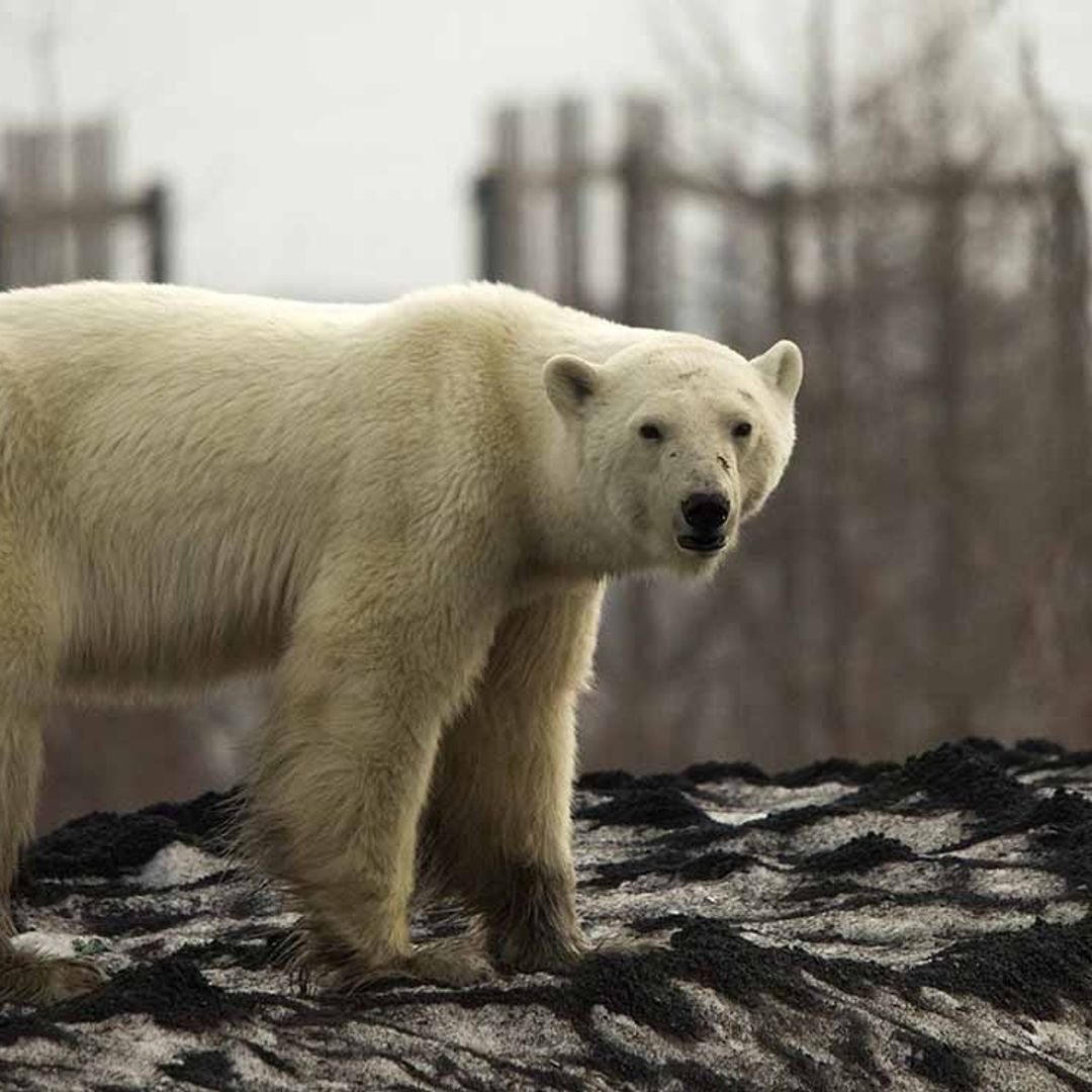 Emergencia climática: un oso polar recorre cientos de kilómetros en busca de alimento